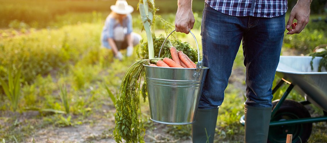 Food Waste Recycling & Collection
