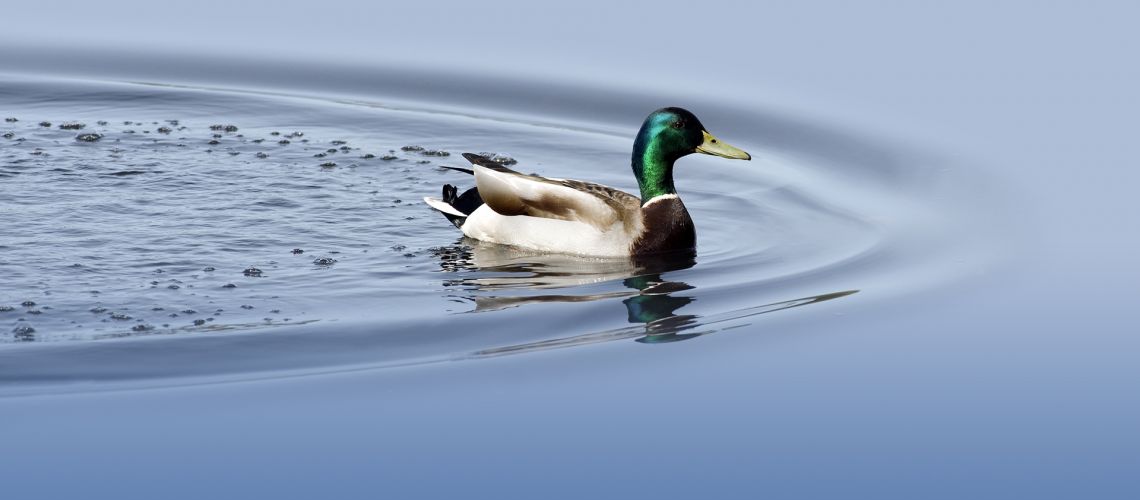 The Role of Antifoams in Industrial Water Treatment