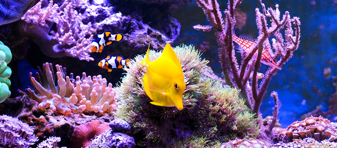 Bio-Augmentation products